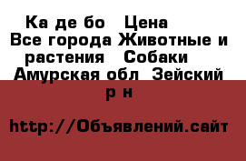 Ка де бо › Цена ­ 25 - Все города Животные и растения » Собаки   . Амурская обл.,Зейский р-н